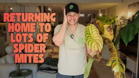Did my Plants survive my long holiday?