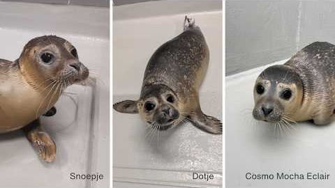 The release of Snoepje, Dotje & Cosmo Mocha Eclair