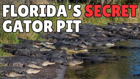 Florida Only Lets 30 People a Day Visit This Gator Pit