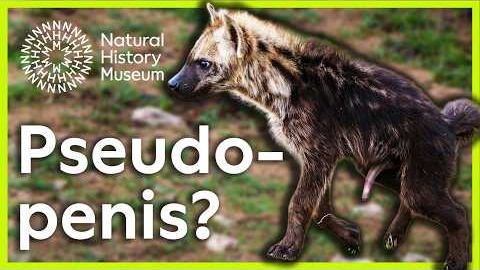 What is a pseudo-penis? | Surprising Science