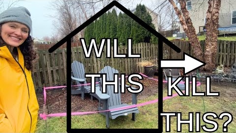 Can You Put a Shed Near a Tree? (Without Damaging Roots?)