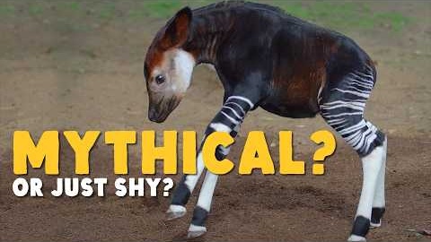 Who "Discovered" the Okapi?