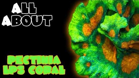 All About The Pectinia LPS Coral