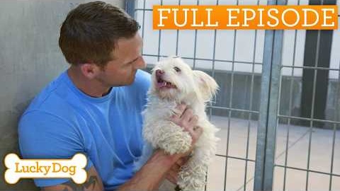Timid Terrier With Fear Of Leashes Learning To Trust Again | Full Episode S2 E13