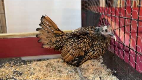 Gertie, the World's Oldest Chicken