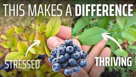 How to Fertilize Blueberries the RIGHT Way (Stop Guessing!)