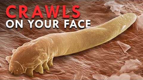 The Weirdest Organisms Living Inside You