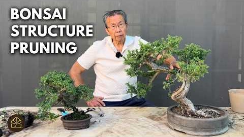 Bonsai Technique: How to Refine Juniper Bonsai Trees