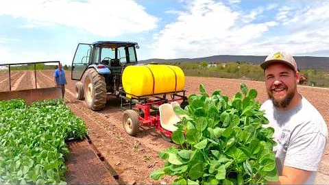 My First Time Planting Cabbage and Broccoli